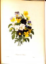 Redouté fruits and flowers 03/24